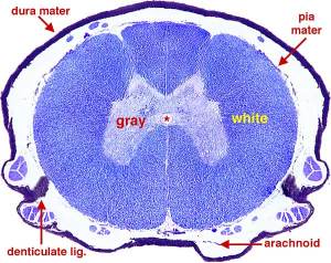 Cross section of the spinal cord.